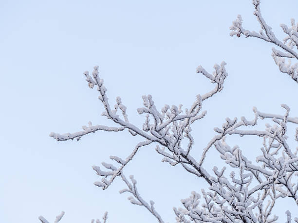 Tree branches in winter covered with snow and frost in snowfall on blue sky background. Frozen tree branches. Snow covered branches in winter forest. Magic white background.