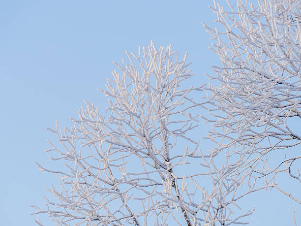 Tree branches in winter covered with snow and frost in snowfall on blue sky background. Frozen tree branches. Snow covered branches in winter forest. Magic white background.