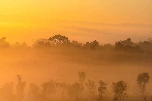 Mountain landscape at sunset. forest and green slopes