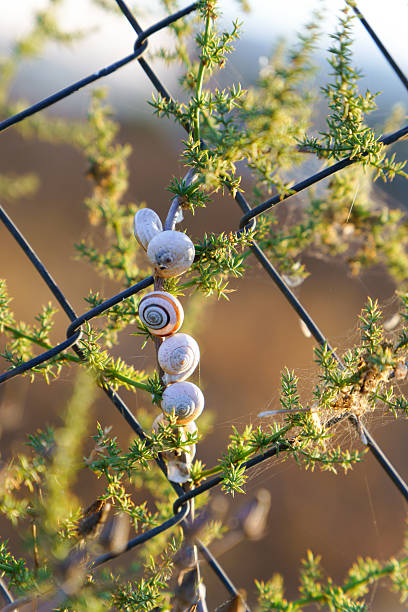 Snails clustered on a plant wrapped around a chain link fence, estivating in the warm outdoor environment