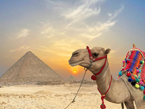 A Colorful Camel with Giza Pyramids on Egypt. An iconic image of ancient times and places.