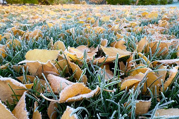 istock Frosty autumn leaves on green grass 2242921077