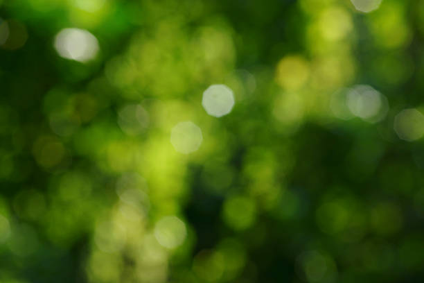 istock Blurred focus of leaves 2242922314