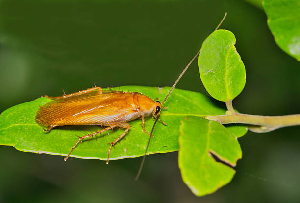 Banded wood cockroach Parcoblatta zebra insect on leaf nature pest control.