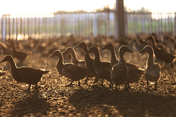 Egg-laying ducks in the farm with gentle morning sunlight