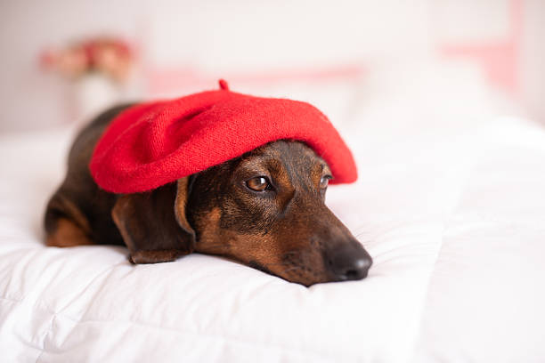a brown dachshund in a red beret.