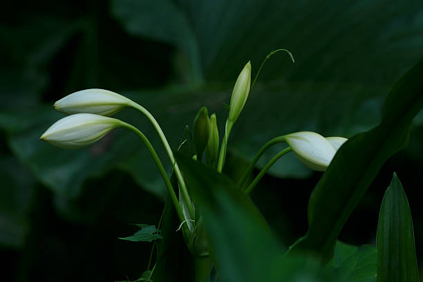 Close up image The white crinum lily (Crinum asiaticum)