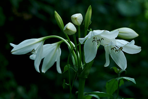 Close up image The white crinum lily (Crinum asiaticum)