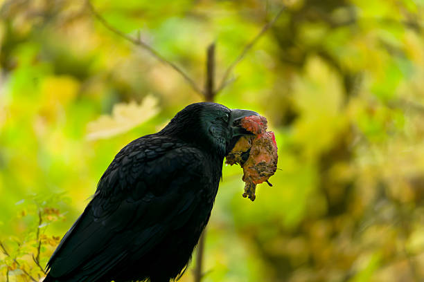 Kolk-Rabe Common Raven (Corvus corax) native to the Northern Hemisphere