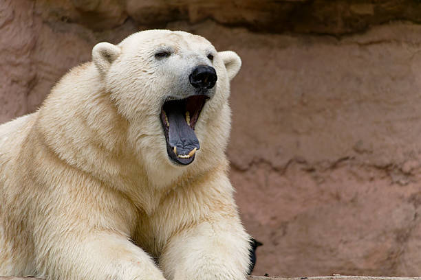 istock Eisbaer Polar Bear (Ursus maritimus) native to the Arctic region 2242930532