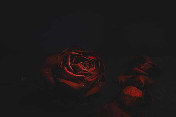 istock Dried red rose flower petals decaying on dark background 2242932870