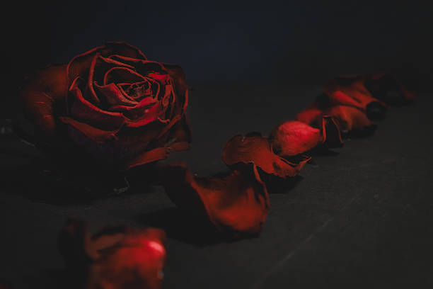 istock Withered red rose and fallen petals on dark background 2242932873
