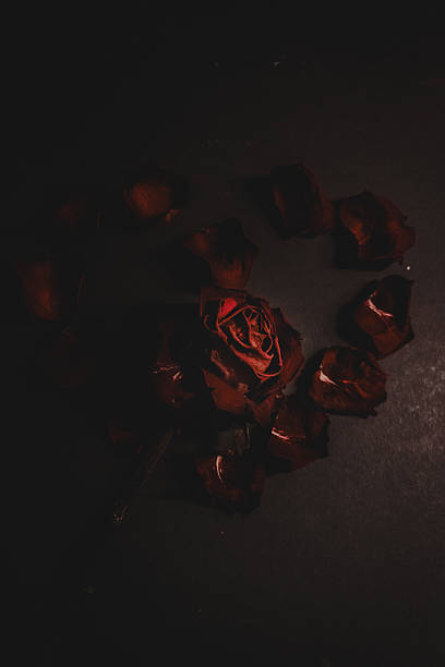 istock Wilting red rose and petals on dark background 2242932876