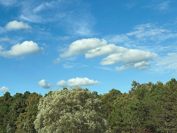 Green tree tops and sky background. Nature background forest and sky. Vibrant color group of tree and sunny sky