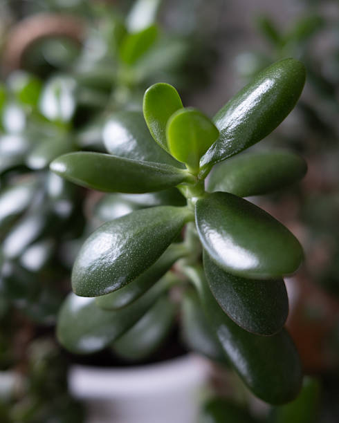 istock Stunning Macro View of a Lucky Jade Plant 2242935170