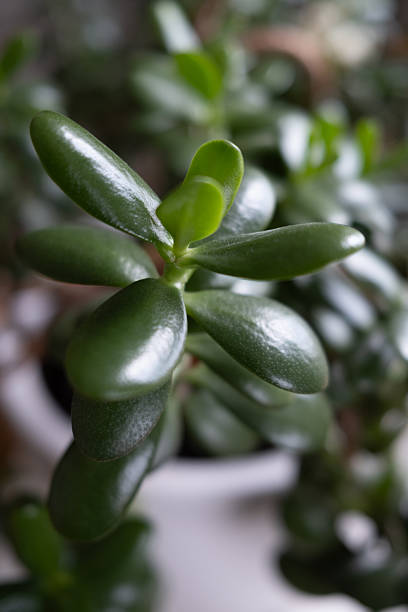 istock Stunning Macro View of a Lucky Jade Plant 2242935174