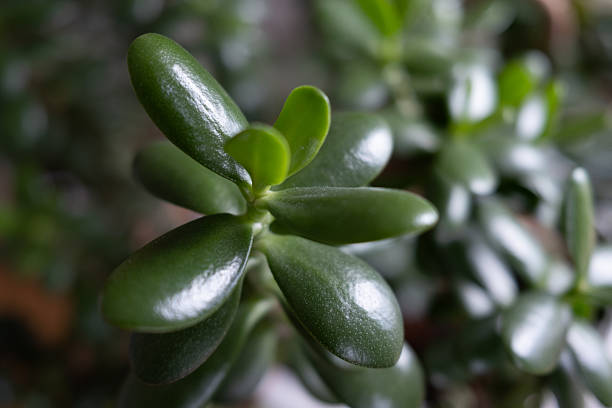 A stunning macro photo of a lucky jade plant. Its vibrant, glossy green leaves shine against a soft, blurred background. A perfect symbol of nature, growth, and prosperity.
