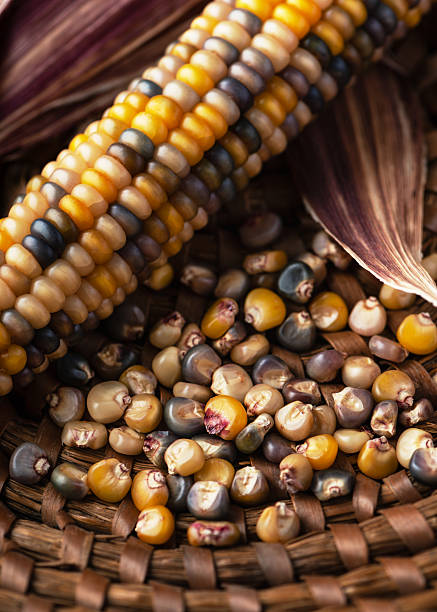Rustic still life of colorful maize kernels and cobs arranged in a natural basket, focusing on texture, pattern, and the earthy tones of harvest season.