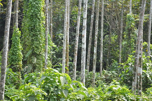 istock The trees base surrounded by green lush vegetation, with a natural texture 2242936449