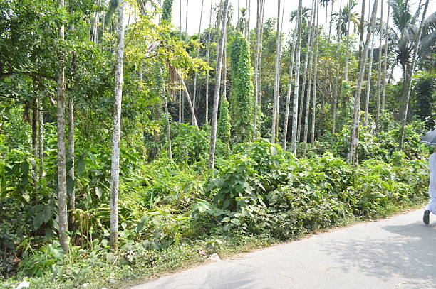 istock The trees base surrounded by green lush vegetation, with a natural texture 2242936455
