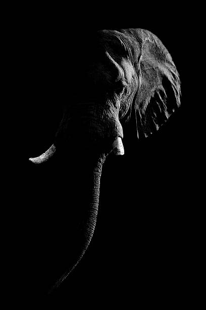 istock Mono African bush elephant against dark background 2242936554