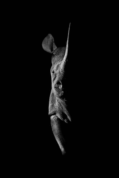 istock Mono black rhino side-lit staring towards camera 2242936572