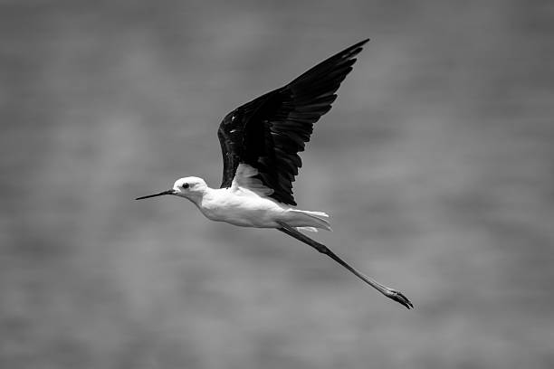 A black-winged stilt flies along a river in the sunshine, raising its wings. It has black wings, a white body, red legs and eyes and a black beak.