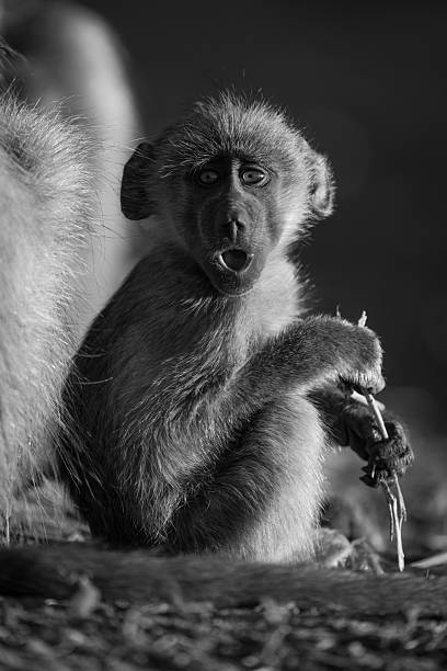 istock Mono chacma baboon sits yawning with catchlights 2242936586