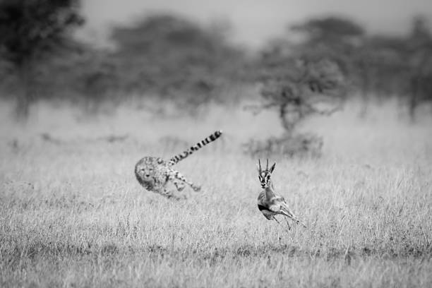 Safari guides in protective vehicle observe spotted cheetah pursuing antelope through golden Kenyan grasslands, displaying natural hunting behavior in wilderness.