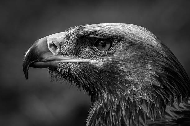 istock Mono close-up of golden eagle with catchlight 2242936614
