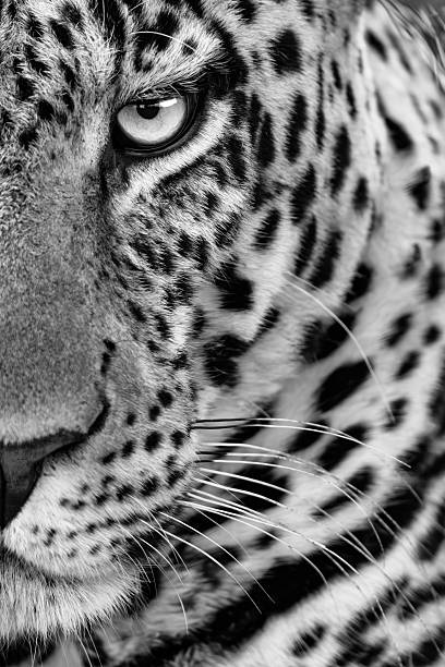 istock Mono close-up of half male leopard face 2242936616