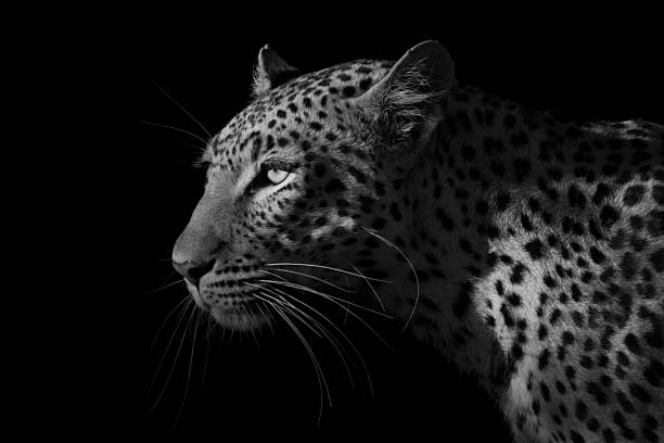 istock Mono close-up of leopard head and shoulders 2242936622