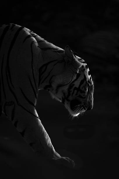 Mono close-up of tiger walking in darkness