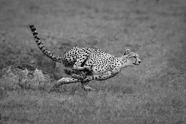 The Chase - a cheetah chasing a hare at dawn in the Serengeti plains with beautiful light – Tanzania