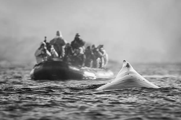 istock Mono humpback whale surfaces near photography boat 2242936652