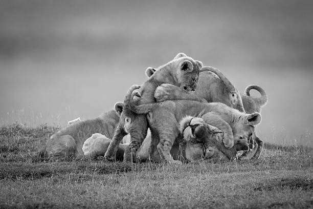 A lioness lies covered in playful cubs on the grassy savannah at dusk. There are so many of them that only her face and paw can be seen.