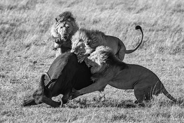 Aggressive lions fighting in the wild.