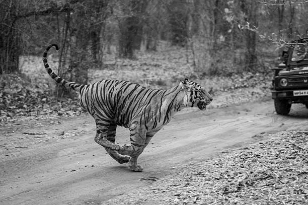 A male Bengal tiger races across a dirt track through the forest, passing a parked jeep. He has orange and black stripes with white patches on his head and chest.