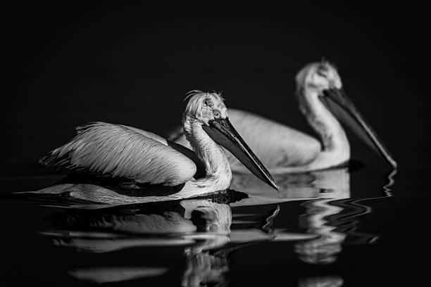 istock Mono two pelicans swim side-by-side across lake 2242938045