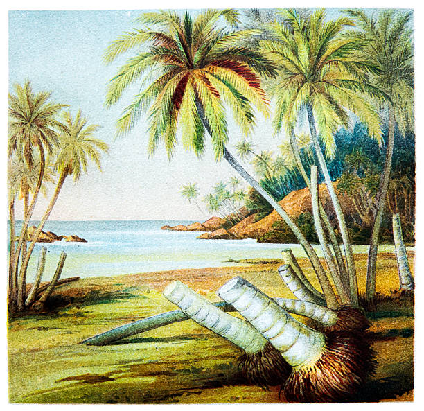 Beach with coconut palms in Sri Lanka