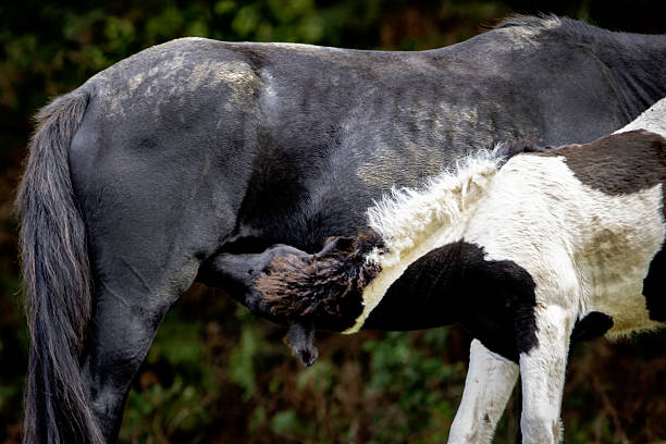 A wild horse endemic to the Basque Country. They live in the mountains and were used after domestication for field work, mining, and smuggling.