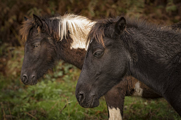 A wild horse endemic to the Basque Country. They live in the mountains and were used after domestication for field work, mining, and smuggling.