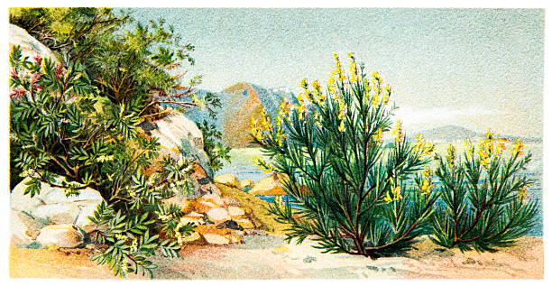 Maquis shrubland at the Mediterranean Sea