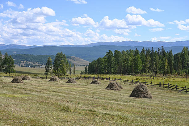 istock Green meadows with harvested haystacks in the highlands 2242942363