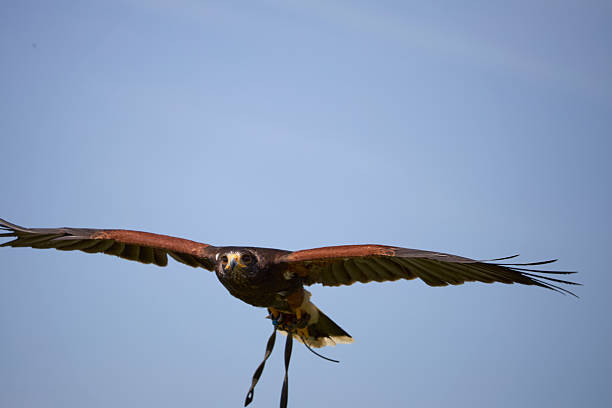 istock bird of prey close up in flight 2242945368