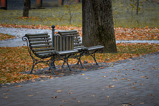 Empty park benches surrounded by fallen autumn leaves, peaceful fall scene with trees and wet pavement, tranquil outdoor background in soft light