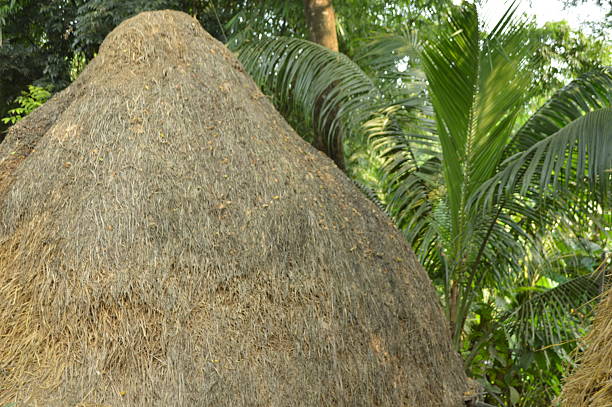 istock Large Conical Haystack in Tropical Garden with Palm Leaves and Rustic Thatched Structure 2242946694