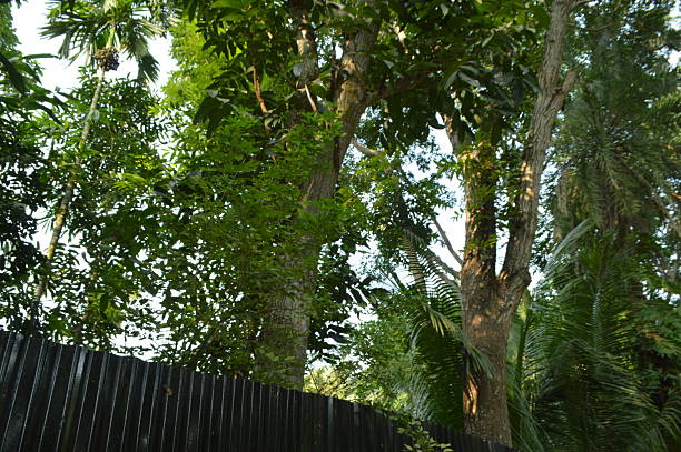 Lush greenery in the village scene featuring  trees, dense foliage, Bright outdoor setting perfect for nature, relaxation, and everyday moments in urban landscapes.