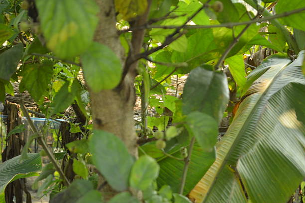 Lush greenery in the village scene featuring  trees, dense foliage, Bright outdoor setting perfect for nature, relaxation, and everyday moments in urban landscapes.