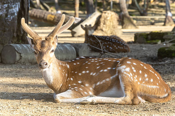 istock spotted deer resting in natural forest in daylight 2242948742